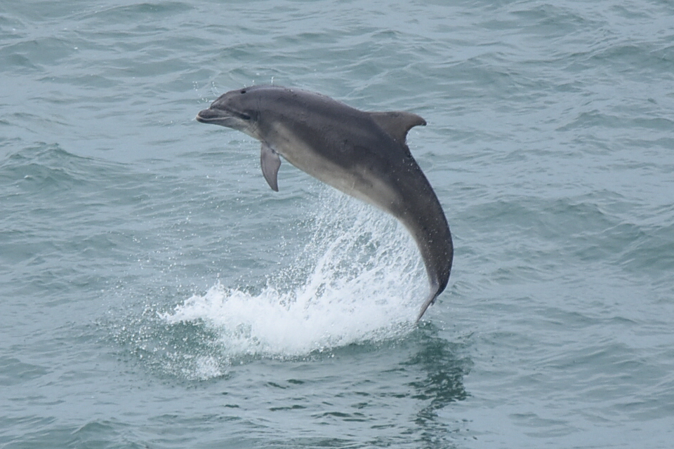 Bottlenose dolphin